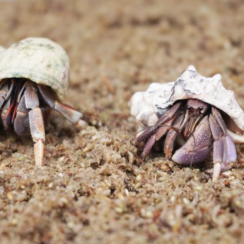 Natural Premium Sphagnum Moss Fiber Substrate for Hermit Crab, Ideal Accessories for Hermit Crab Tanks, Great for Mixing with Hermit Crab Sand - size: 2QT