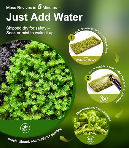 Live Moss 4-Pack for Terrariums,Potted Plants & Floral Decor | Random Varieties, Easy to Revive, Dye-Free, Mixed Green Texture, Bonsai, Potted Plants, Miniature Landscapes, Plant Displays