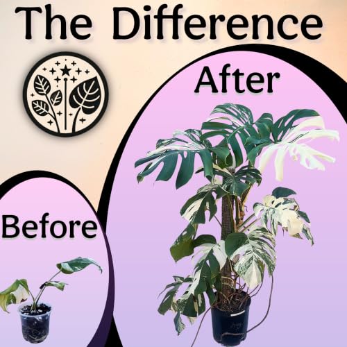 Organic Liquid Indoor Plant Food, Houseplant, Tropical & All-Purpose Indoor Plant Fertilizer, Organic Liquid Fertilizer 5-5-5 with Sea Kelp 1 Gallon Treats 800 Gallon of Water - size: 1 gallon