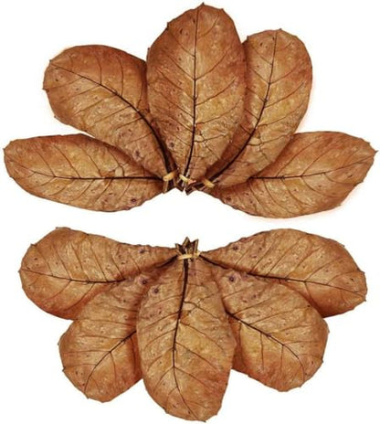 SunGrow 10 Pack Axolotl Indian Almond Leaves for Aquarium, 5-Inches, Catappa Leaf Soothes Pet’s Slime Skin, Aquarium Water Conditioner Leaves Improves Tank Water Quality, Speeds Up Recovery Process - style: Medium (5")