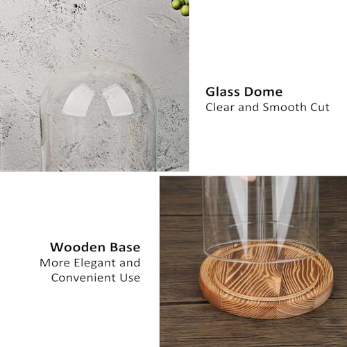 JUXYES 4.5x6 Inch Clear Glass Display Dome Cloche with Walnut Wood Base | Transparent Dome Cloche Bell Terrarium Jar, Glass Dust Proof Display Stand for Plants, Collectibles, Figurines, Keepsakes