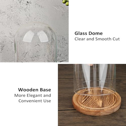 JUXYES 4.5x6 Inch Clear Glass Display Dome Cloche with Walnut Wood Base | Transparent Dome Cloche Bell Terrarium Jar, Glass Dust Proof Display Stand for Plants, Collectibles, Figurines, Keepsakes