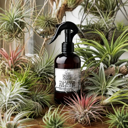 Cute Farms Tillandsia Air Plant Fertilizer | Gentle Daily Use Formula | Formulated Nutrients for Air Plants (8 oz Spray Bottle, 3 Pack) - size: 8 oz (3 Pack)