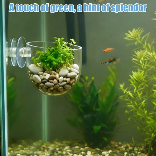 3 Pack Clear Fish Tank Plant Holder Aquatic Plant Cups Fishes Tanks Plants Pot Acrylic Aquarium Plants Holder with Suction Cups for Home Aquariums Aquascape Decor, Red Worm Fish Shrimp Feeder