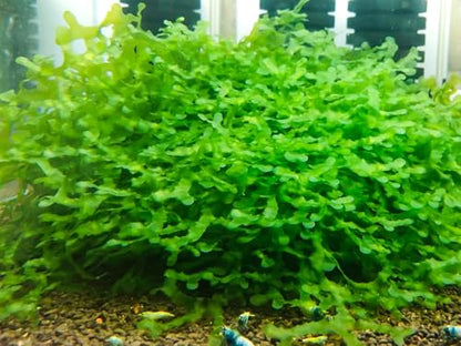 Enchanting Aquatic Moss Collection: Create a Lush Underwater Landscape with Easy-Care Varieties - Perfect for Aquarium Décor and Aquascaping (10 Subwassertang Moss - Golfball Size) - style: 10 Subwassertang Moss - Golfball Size