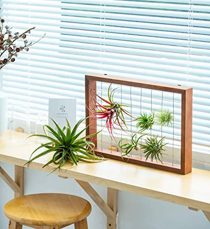Mkono Air Plant Holder Hanging, 16" Wooden Wall Display Hanger Frame Decor | Unique Wire Shelf Design, Dual Mount & Tabletop, for Indoor Live Fern Succulent, Christma Plant Lover Gift, Airplant Excluded
