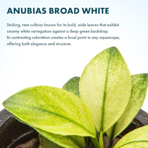 Anubias Barteri White Broadleaf Rare Live Aquarium Plants - Freshwater Fish Tank Decorations (3 Pots) - color: White Broad Leaf, size: 3 Pots