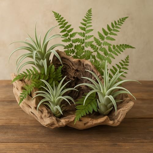 Koyal Wholesale 10" Hollow Grapewood Branch Decor 1Pcs Grapewood Centerpiece Vase Air Plants Sand Blasted Grapevine Wood Untreated Terrarium Wood Driftwood Decor