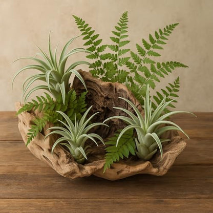 Koyal Wholesale 10" Hollow Grapewood Branch Decor 1Pcs Grapewood Centerpiece Vase Air Plants Sand Blasted Grapevine Wood Untreated Terrarium Wood Driftwood Decor