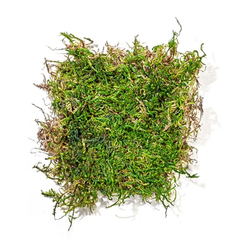 SuperMoss (22163) Feather Moss | Natural Green Moss Sheets for Crafts, Fairy Garden Decor, Wedding Table Runners, Reptile Tank Accessories, and Indoor Plant Soil Cover, 175 cu. in., Fresh Green - size: 175 cu. in.
