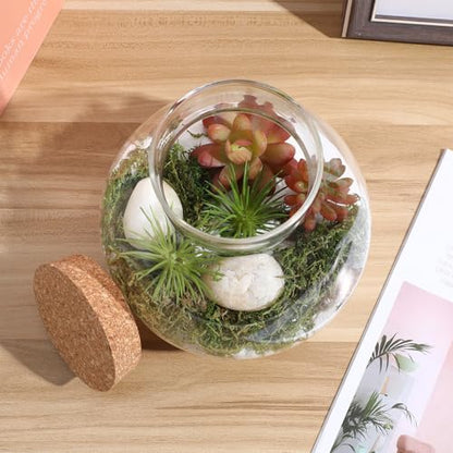 KALLORY Sealed Glass Plant Bottle with Cork Stopper for Miniature Ecosystems 15Cm X 16Cm Round Glass Terrarium Container for Home Garden Decor