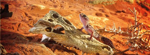 Exo Terra Crocodile Skull Terrarium D - style: Crocodile