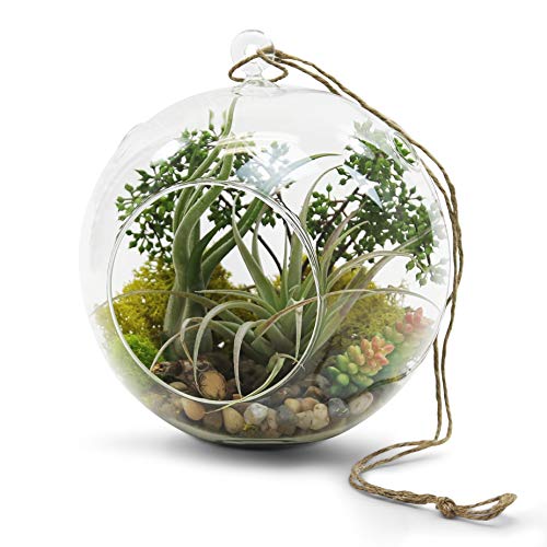 WGVI WGV Hanging Terrarium Globe, Width 8", Height 9", DIY Air Succulent Planter, Clear Glass Vase Orb with Flat Bottom, Candle Holder for Windowsill Outdoor Garden Decor, 1 Piece - size: 8" Flat Bottom