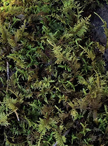 Living Mixed Moss Loose Chunks for Terrariums, Bonsai and Kokedamas 12-16 Ounce