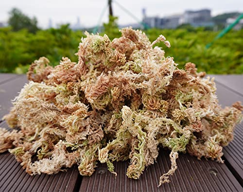 Sphagnum Moss 34QT for Plant Propagation, Great Orchid Potting Mix, Help with Maintain Humidity, 10oz - size: 10oz