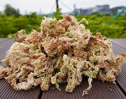 5oz Sphagnum Moss for Plant Propagation, Great Orchid Potting Mix, Help with Maintain Humidity - size: 5oz