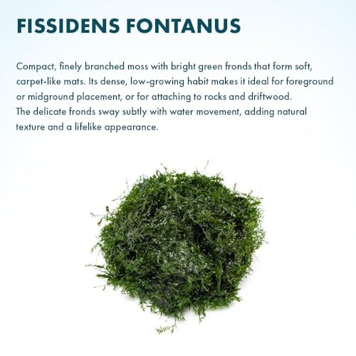 Live Aquarium Plants on Driftwood, Lava Rock, Moss, Fiber Mat - Freshwater Fish Tanks - Easy, Beginner Friendly (Fissidens Fontanus, (One Golfball)) - color: Fissidens Fontanus - Golf Ball, size: 1 Pack