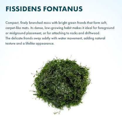 Live Aquarium Plants on Driftwood, Lava Rock, Moss, Fiber Mat - Freshwater Fish Tanks - Easy, Beginner Friendly (Fissidens Fontanus, (One Golfball)) - color: Fissidens Fontanus - Golf Ball, size: 1 Pack
