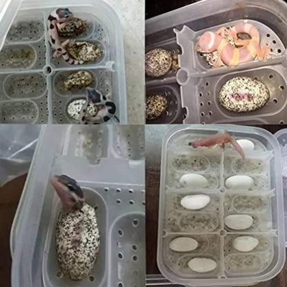 Reptile Incubation Box Reptile Incubator Egg Tray Hatching Box with 12 Grids for Turtle Gecko Lizards Mane