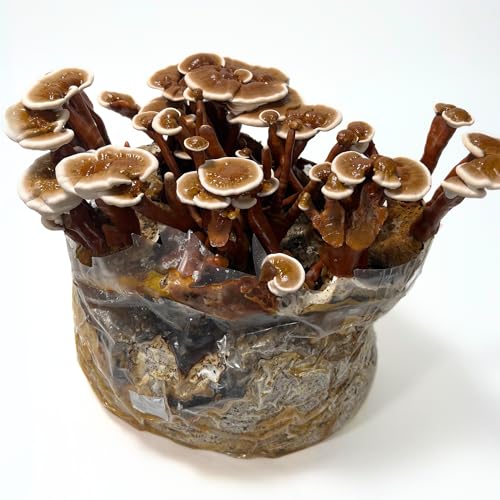 Mycelium 6LB Mushroom Growing Kit | CVG Substrate & Millet/Milo Grain Blend w/Cultivation Enhancer | All-in-One Pre-Sterilized Bag with Injection Port | Grow Dung-Loving Mushrooms Like Magic At-Home