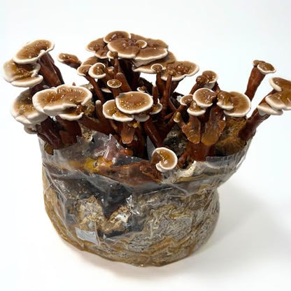 Mycelium 6LB Mushroom Growing Kit | CVG Substrate & Millet/Milo Grain Blend w/Cultivation Enhancer | All-in-One Pre-Sterilized Bag with Injection Port | Grow Dung-Loving Mushrooms Like Magic At-Home