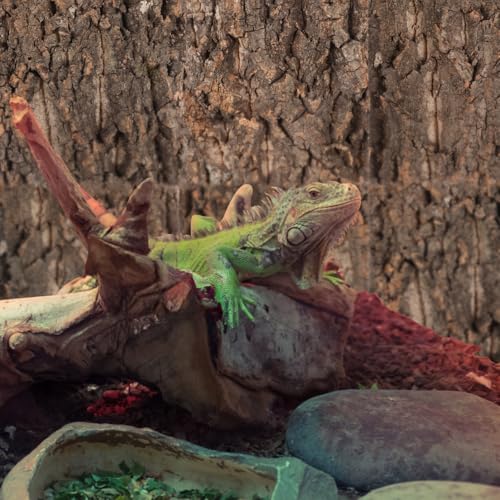 DOITOOL 4 Pcs Cork Bark for Reptiles, 5.9”x5.9” Natural Wood Terrarium Background Decor, Lizard Tank Accessories Climbing Mat Setup for Bearded Dragon Gecko Snake Frog