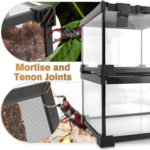 Mini Reptile Glass Terrarium Vivarium 8'' x 8'' x 6'', Full View Tank for Small Arthropod Pets Such as Pumpkin Patch Tarantulas, with Feeding Slot & Box Lock Buckle - size: 8"D X 8"W X 6"H