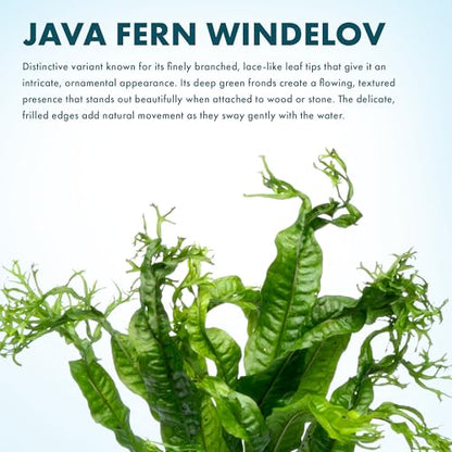 Java Fern Live Aquarium Plants - Potted Freshwater Plant for Fish Tanks - Beginner Friendly, Low Light (Windelov, 3 Pots) - color: Windelov, size: Pot - 3 Count