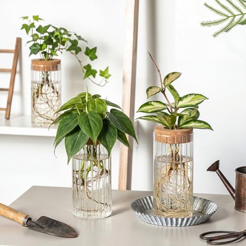 6 Set Propagation Station Jar Desktop Glass Planter Station Flower Vases Water Terrarium Jar with Cork Lid for Propagating Flower Plants Centerpiece Office Home Garden Decor(Medium) - size: Medium