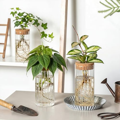 6 Set Propagation Station Jar Desktop Glass Planter Station Flower Vases Water Terrarium Jar with Cork Lid for Propagating Flower Plants Centerpiece Office Home Garden Decor(Medium) - size: Medium