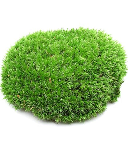 Live Leucobryum Moss 2-Pack 3.5x7in for Terrariums & Bonsai | Soft Cushion Texture, Easy to Shape, Natural Ground Cover, Orchid Displays, Miniature Landscapes, Plant Decor, Moss Art
