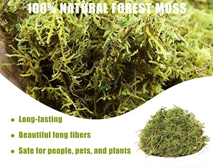 Dried Forest Moss for Plants 16oz / 9qt, Green Orchid Sphagnum Moss, Long Fibered Dried Moss for Succulents Garden Flowers Pot and Reptiles - size: 9qt/16oz