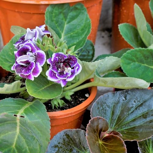 African Violet Potting Soil Mix 1qt, Pre-Mixed Acid Soil Ideal for African Violets to Ensure Optimal Nutrient Uptake and Vibrant Blooms - color: African Violet soil, size: 1QT
