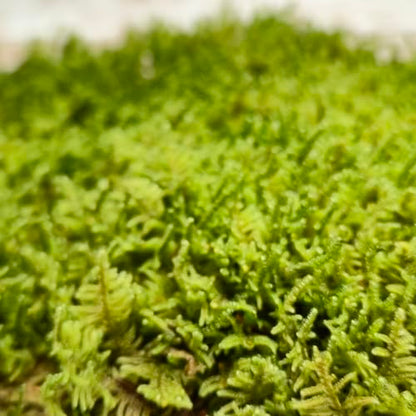 Live Sheet Moss – Fresh Harvested Real for Terrariums, Fairy Gardens, Reptile Habitats, Ground Cover, Kokedama & Dioramas – 8"x10" Re-Sealable Bag – Natural, Moisture-Retaining