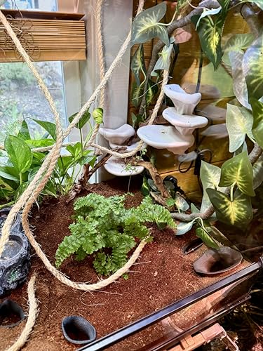 Mushroom Ledge for Terrarium – Climbing & Resting Platform with Suction Cups (Bone, 6''x4.5''x5.25'') - color: Bone
