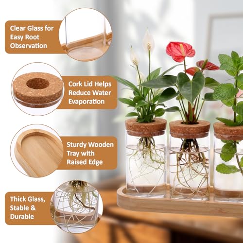 Zhehao 5 Pack Plant Propagation Station Hydroponic Glass Jar Terrarium with Cork Lids Bamboo Tray Desktop Planter for Rooting Cuttings Home Office Garden Decor