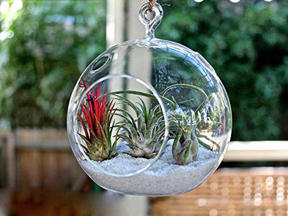 WGVI WGV Hanging Terrarium Globe, Width 7", Height 8", DIY Air Succulent Planter, Clear Glass Vase Orb with Flat Bottom, Candle Holder for Windowsill Outdoor Garden Decor, 1 Piece - size: 7" Flat Bottom