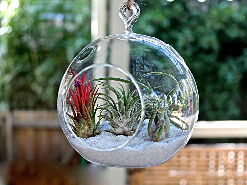 WGVI WGV Hanging Terrarium Globe, Width 7", Height 8", DIY Air Succulent Planter, Clear Glass Vase Orb with Flat Bottom, Candle Holder for Windowsill Outdoor Garden Decor, 1 Piece - size: 7" Flat Bottom