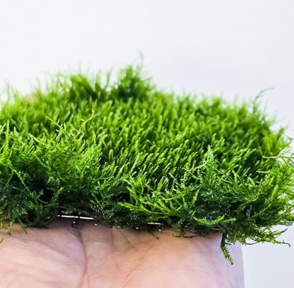 Generic Enchanting Aquatic Moss Collection: Create a Lush Underwater Landscape with Easy-Care Moss Varieties - Perfect for Aquarium Décor and Aquascaping (Mini Spinky - 3.5inx3.5in Matt) - style: Mini Spinky - 3inx3in Matt