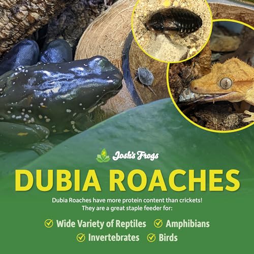 Josh's Frogs 3/4" - 1" Large Dubia Roaches (50 Count)