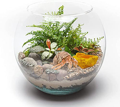 Needzo DIY Terrarium Hermit Crab Habitat Kit with Palm Tree Feeder and Swimming Pool, Bulk Reptile Starter Pack, 2 Items