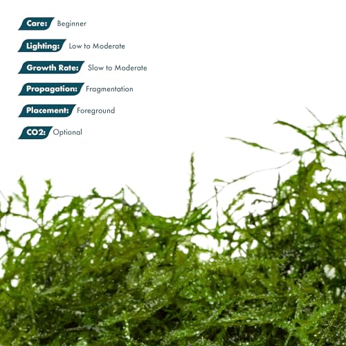 Live Aquarium Plants on Driftwood, Lava Rock, Moss, Fiber Mat - Freshwater Fish Tanks - Easy, Beginner Friendly (Peacock Moss, (One golfball)) - color: Peacock - Golf Ball, size: 1 Pack
