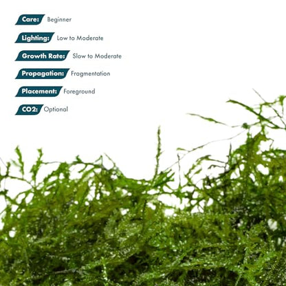Live Aquarium Plants on Driftwood, Lava Rock, Moss, Fiber Mat - Freshwater Fish Tanks - Easy, Beginner Friendly (Peacock Moss, (One golfball)) - color: Peacock - Golf Ball, size: 1 Pack