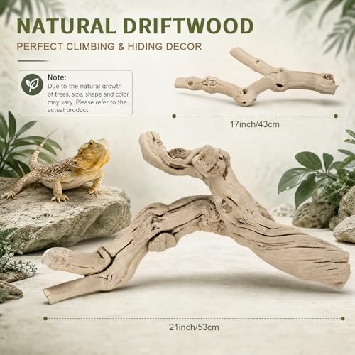 Natural Large Driftwood for Aquarium, 2 Pieces 10-12" and 16-20" King Root Branches for Reptile Bearded Dragon Lizard Gecko Climbing, Fish Tank Landscaping Decorations
