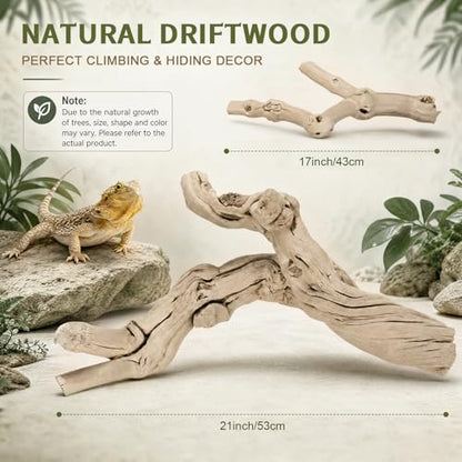 Natural Large Driftwood for Aquarium, 2 Pieces 10-12" and 16-20" King Root Branches for Reptile Bearded Dragon Lizard Gecko Climbing, Fish Tank Landscaping Decorations