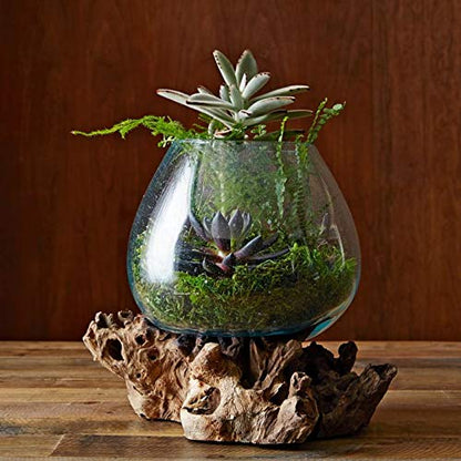 OMA Molten Glass on Driftwood – Hand Blown Vase, Terrarium, or Planter Centerpiece for Coastal & Boho Home Décor (7" – 9" High) - size: 7" - 9" High
