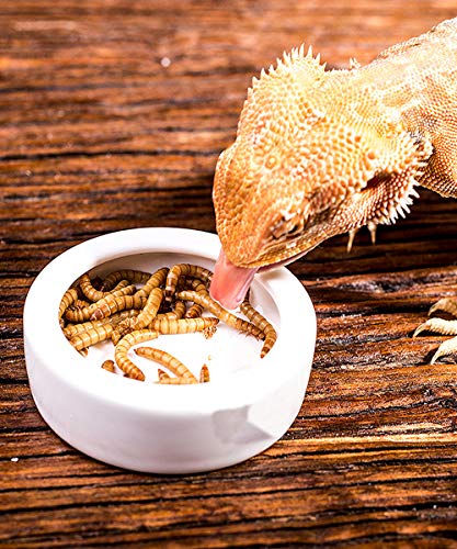 Tfwadmx 2 Pack Reptile Food Bowl, Mini Ceramic Water Feeder Bowl, Reptile Worm Feeding Dish for Lizard Turtle Bearded Dragon Anoles Crested Gecko Hermit Crab Leopard Gecko Chameleon Corn Snake - size: 1 Pc 2.7 '' x 0.8 ''
