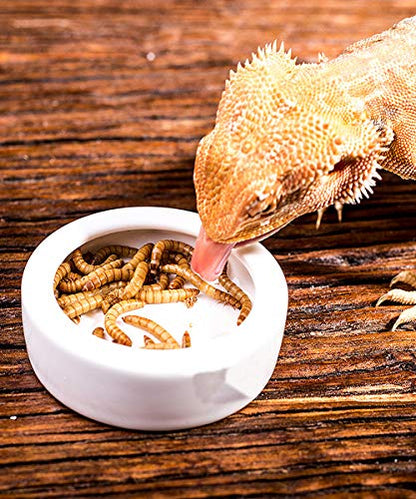 Tfwadmx 2 Pack Reptile Food Bowl, Mini Ceramic Water Feeder Bowl, Reptile Worm Feeding Dish for Lizard Turtle Bearded Dragon Anoles Crested Gecko Hermit Crab Leopard Gecko Chameleon Corn Snake - size: 1 Pc 2.7 '' x 0.8 ''
