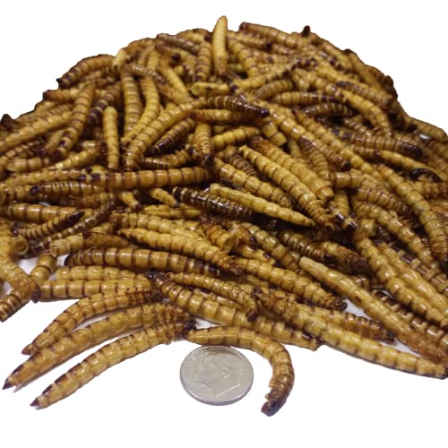 Superworms- Freeze Dried Superworms for Tropical Fish, Reptiles, Turtles, Tortoises, Frogs, Hamsters, Birds, Rodents…1-lb & 6oz Lg Jar - size: 1.38 Pound (Pack of 1)