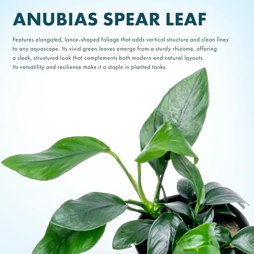 Anubias Live Aquarium Plants - Potted Freshwater Plant for Fish Tanks, Terrariums - Beginner Friendly Low Light (Spear Leaf, 3 Pots) - color: Spear Leaf, size: 3 Pots